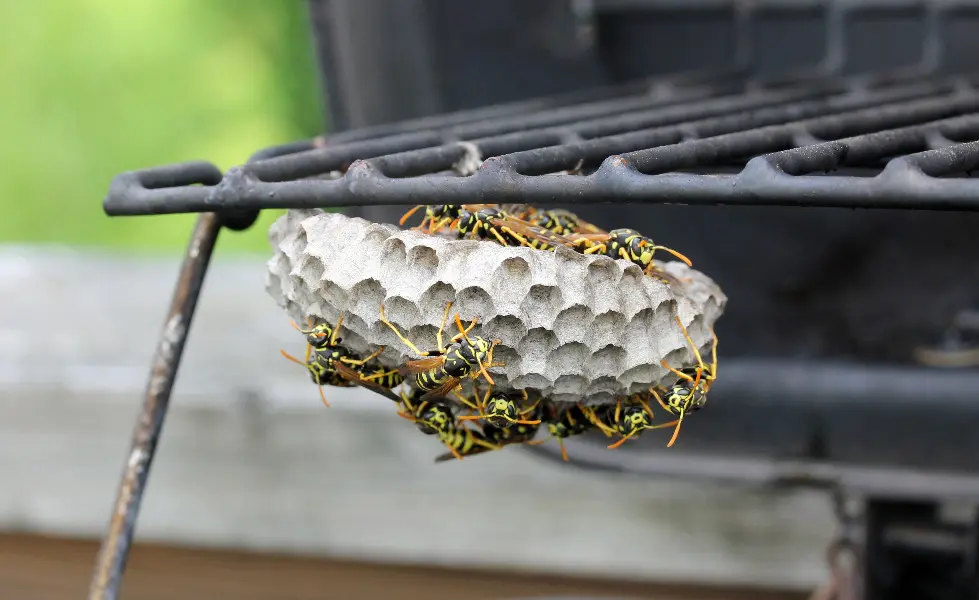 Close-up of a yellowjacket wasp for stinging insect identification