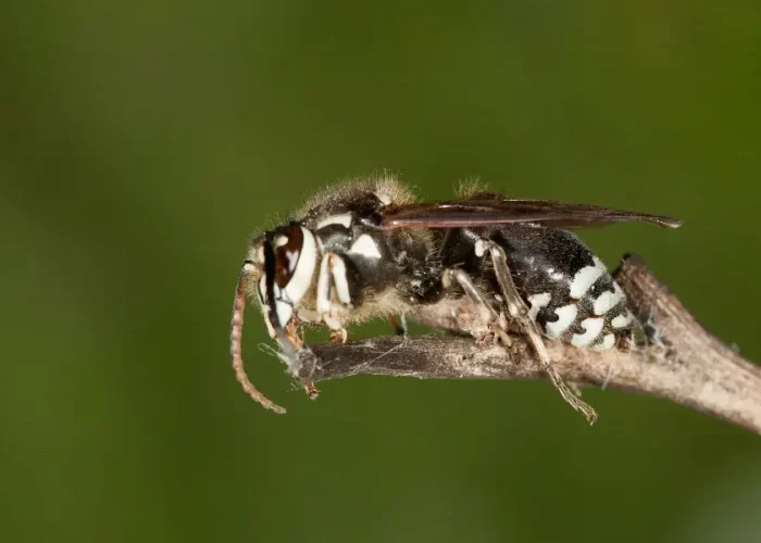 Bald-faced hornet close-up for pest identification