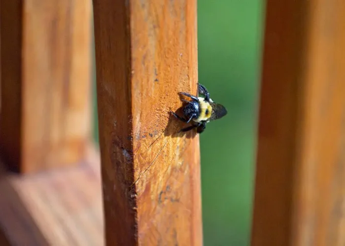 Carpenter bee hovering near a wood surface
