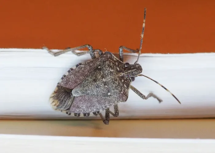 Brown marmorated stink bug on a leaf, a common occasional invader