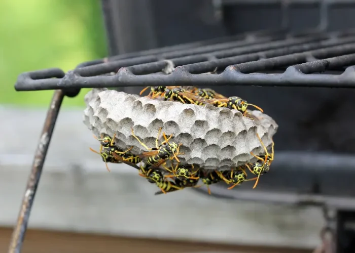 Close-up of a yellowjacket wasp for stinging insect identification