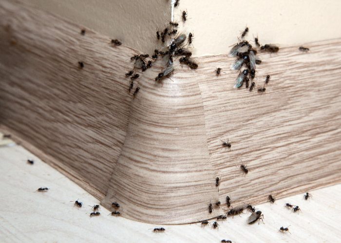 ants-2