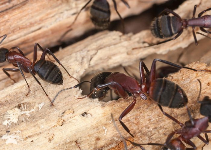 Carpenter ant close-up showing wood damage