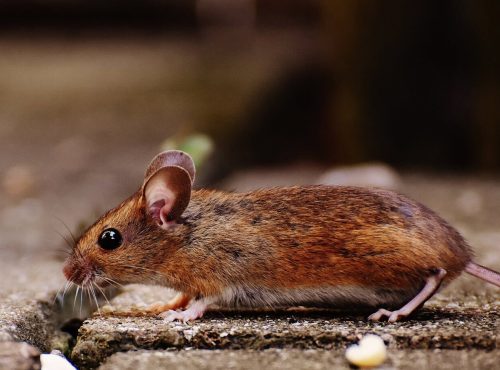 mouse2