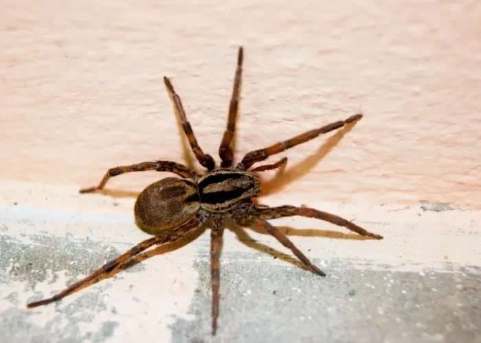 Spider in a web commonly found in Rochester, NY area homes