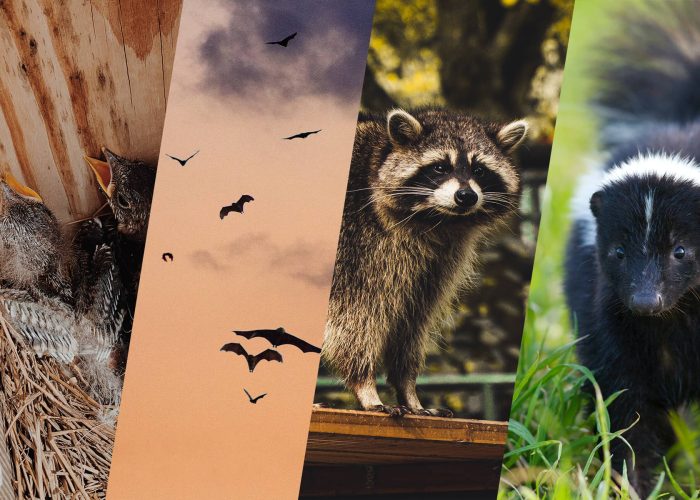 Wildlife Control